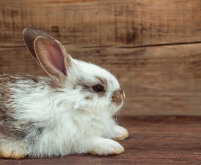Чому у кролика відмовили лапи: причини та лікування