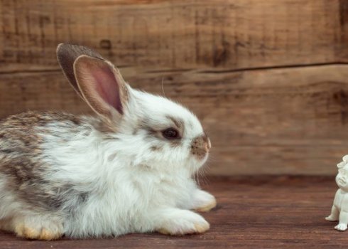 Чому у кролика відмовили лапи: причини та лікування
