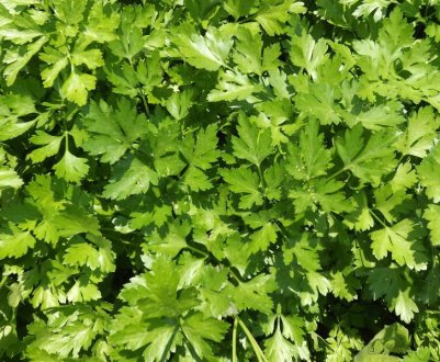 Петрушка для чоловіків: користь і шкода, як впливає на потенцію