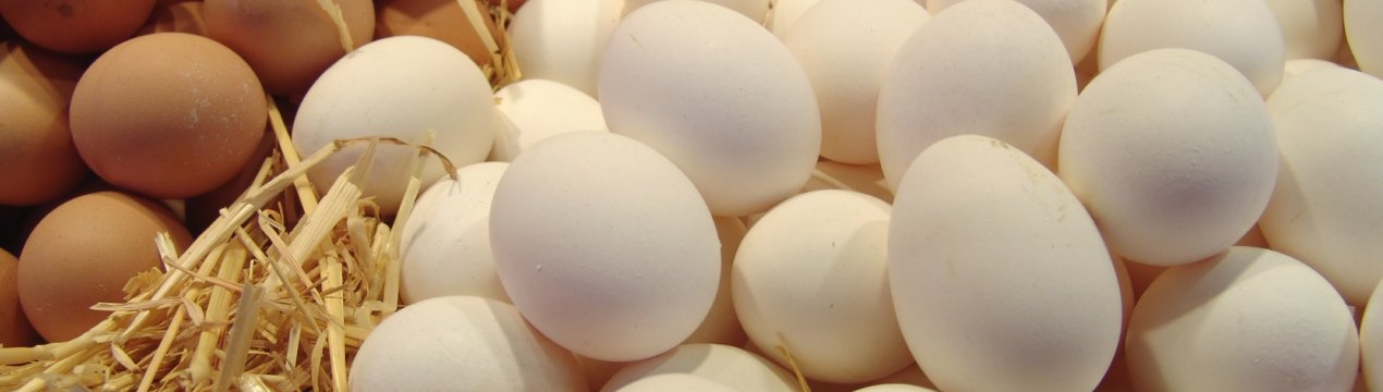 Яйця шотландських курей позбавлять людство від раку