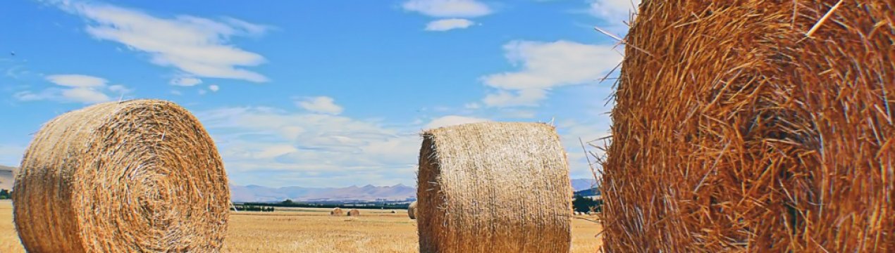 Скільки сіна треба корові на зиму