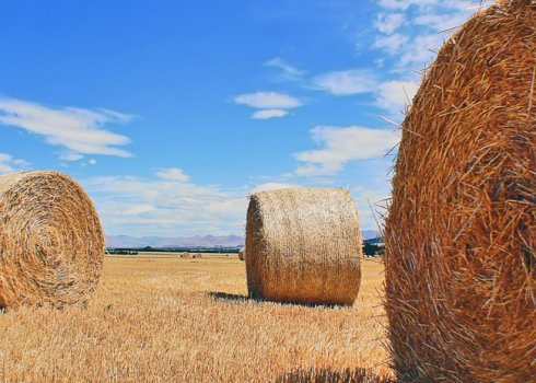 Скільки сіна треба корові на зиму