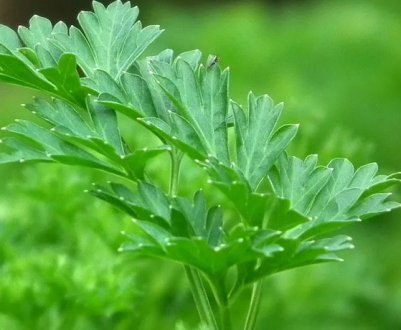 Особливості застосування кубиків льоду з петрушки