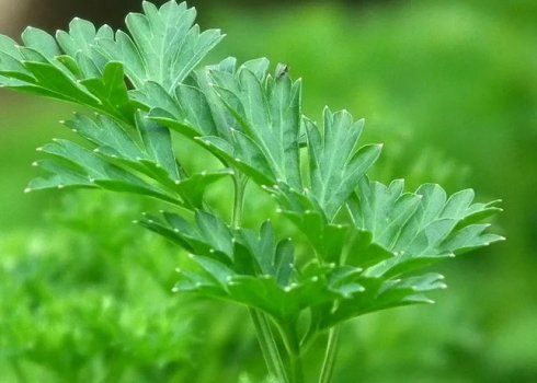 Особливості застосування кубиків льоду з петрушки