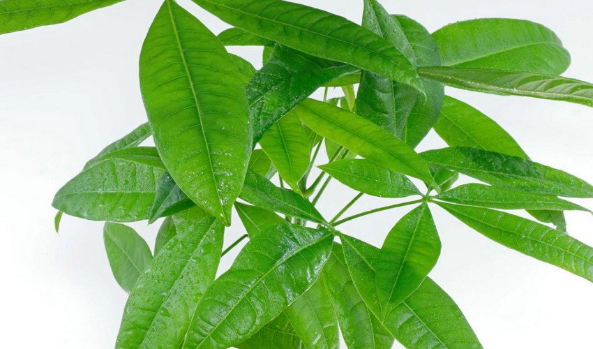 Пахіра акватика Пахіра акватика