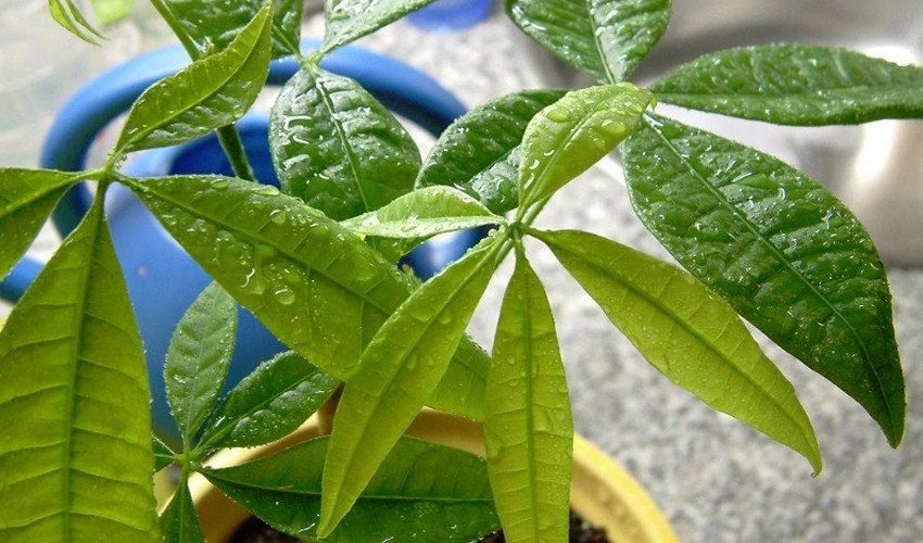 Пахіра акватика Пахіра акватика