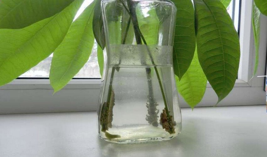 Живцювання Пахіра Живцювання Пахіра