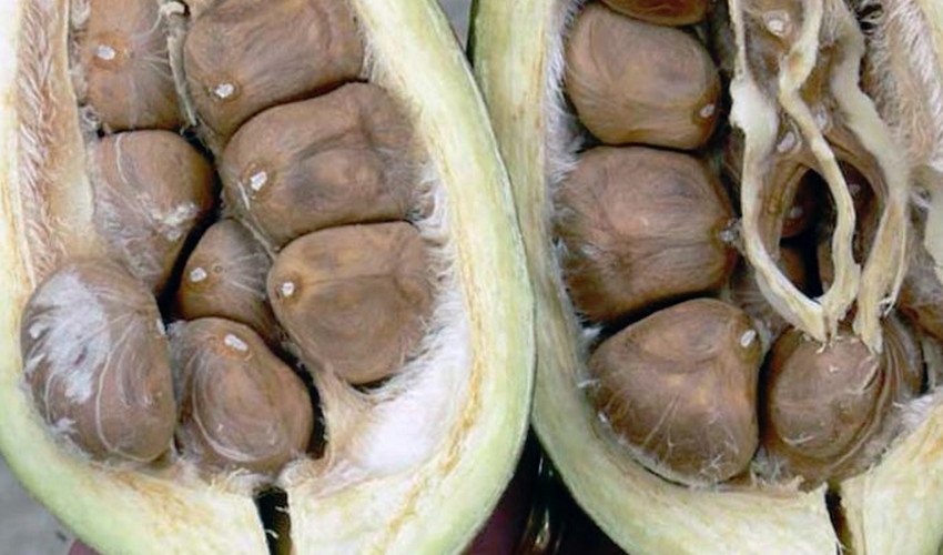 Насіння Пахира Насіння Пахира