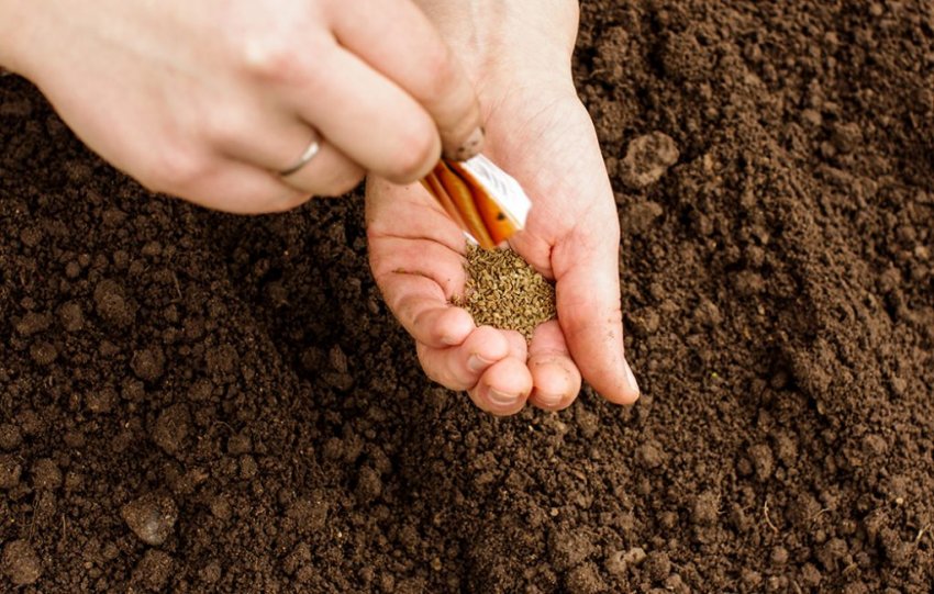 Посів моркви