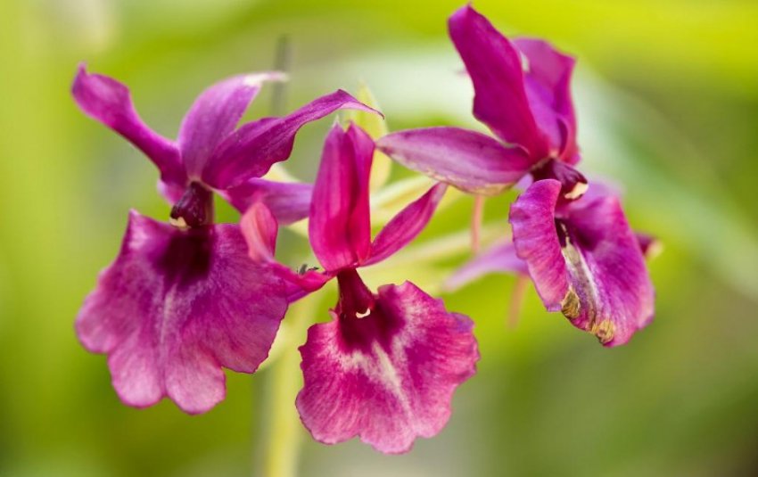 Каланта Каланта