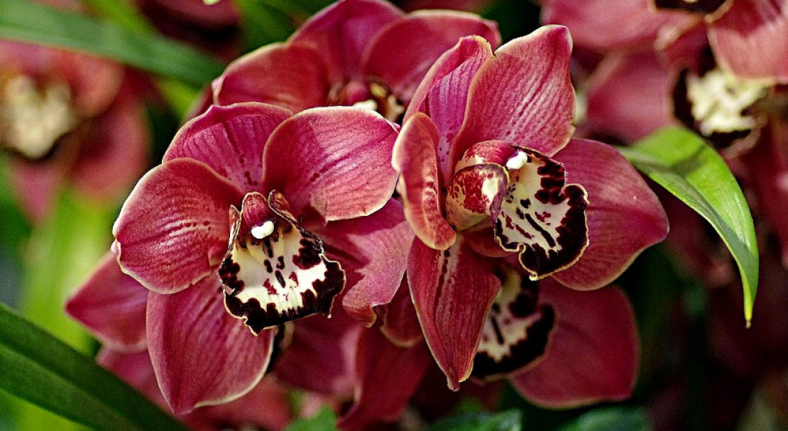 Орхидея с крупными цветами название фото