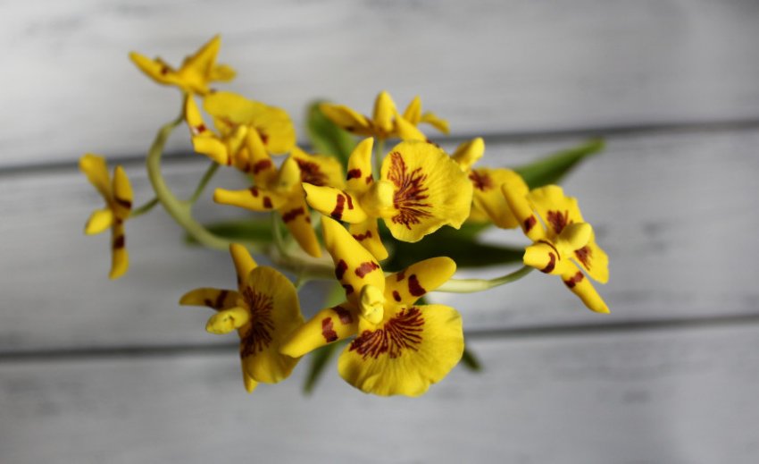 Онцидиум Онцидиум