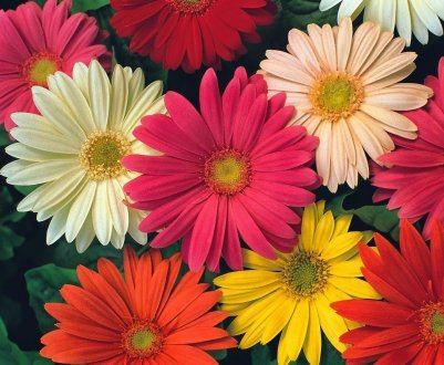 Гербера Джемсона: вирощування з насіння в домашніх умовах