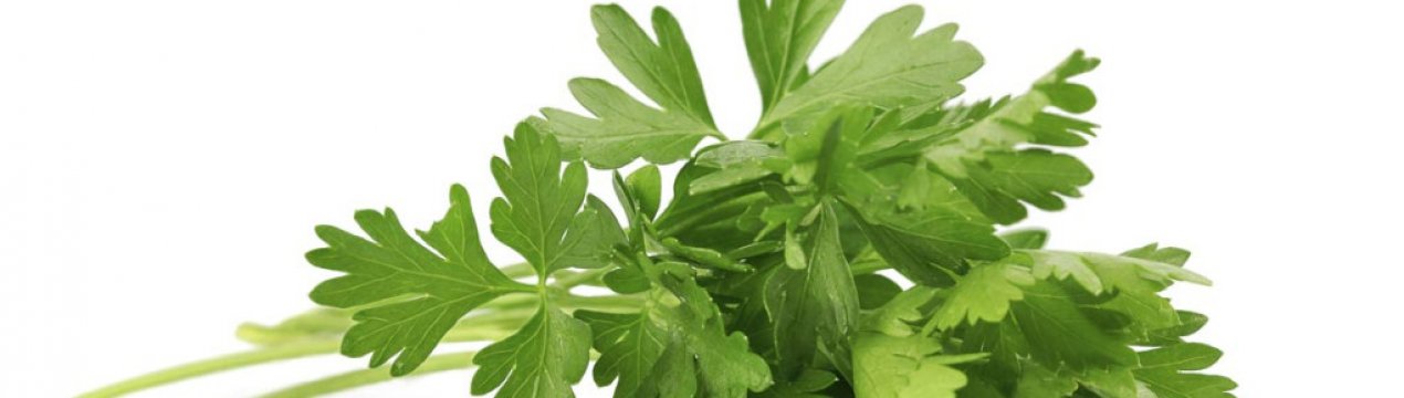 Опис і характеристика петрушки