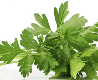 Опис і характеристика петрушки