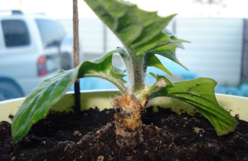 Розмноження гербери діленням кореневища Розмноження гербери діленням кореневища