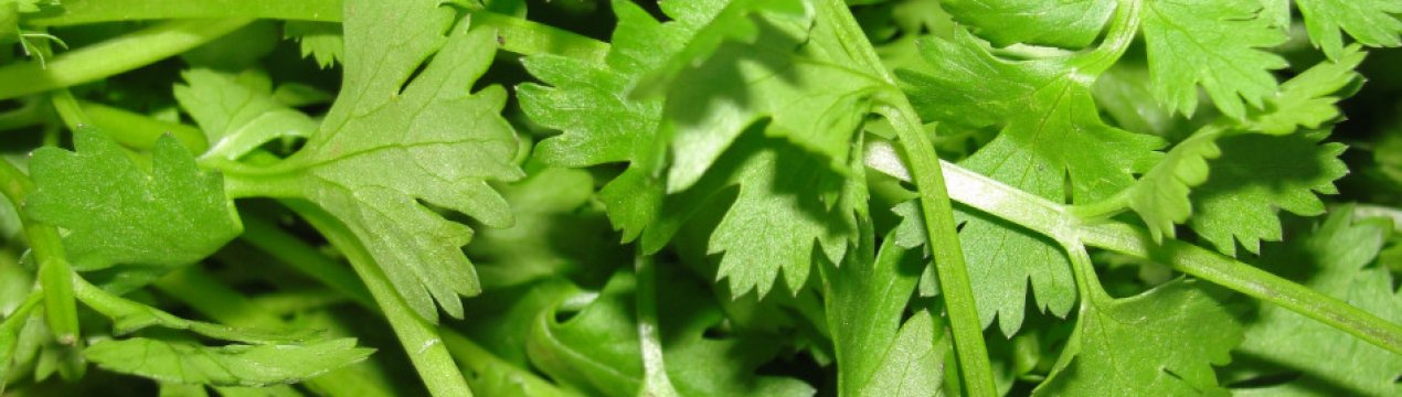 Коріандр — що це таке