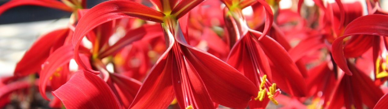 Спрекелия: опис і вирощування квітки