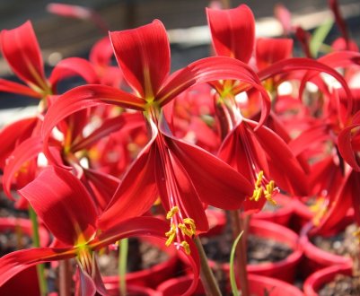 Спрекелия: опис і вирощування квітки