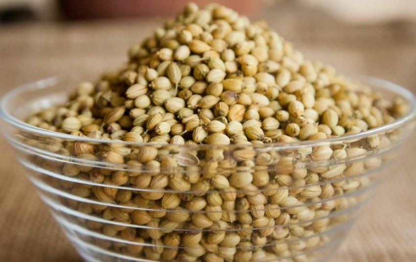 Насіння коріандру