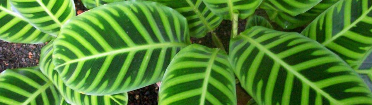 Калатея смугаста (зебрина): опис і вирощування рослини
