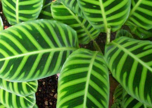 Калатея смугаста (зебрина): опис і вирощування рослини