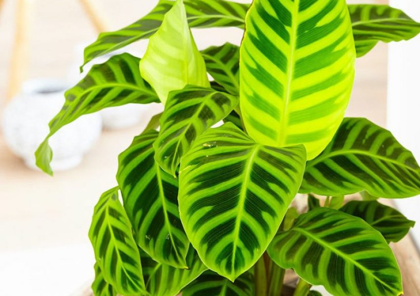 Калатея смугаста (зебрина)