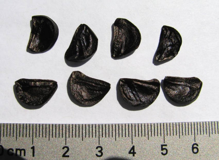 Насіння спрекелии