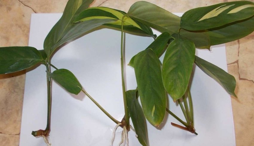 Розмноження живцями