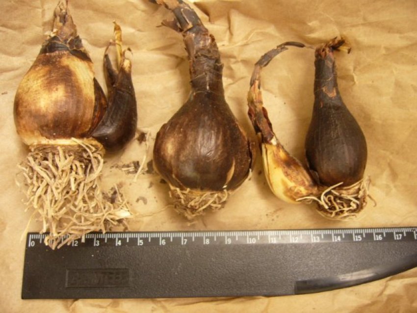 Цибулини спрекелии