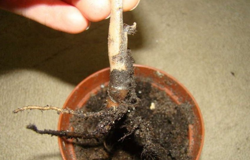 Розмноження поділом