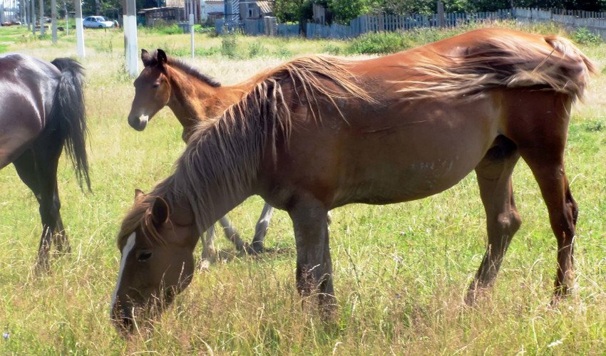 Табун коней