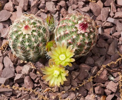 Эхиноцереус: опис та різновиди рослини