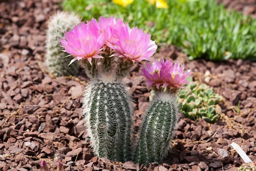 Эхиноцереус гребінчастий