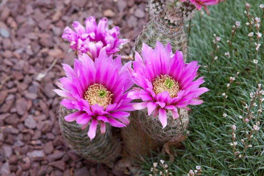 Эхиноцереус Рейхенбаха