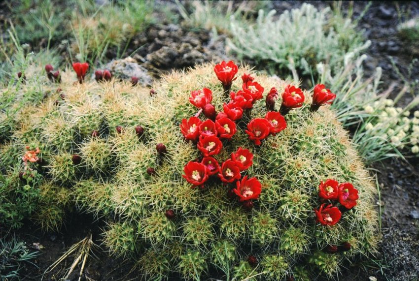 Эхиноцереус трехколючковый