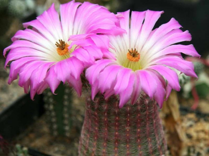 Эхиноцереус твердий