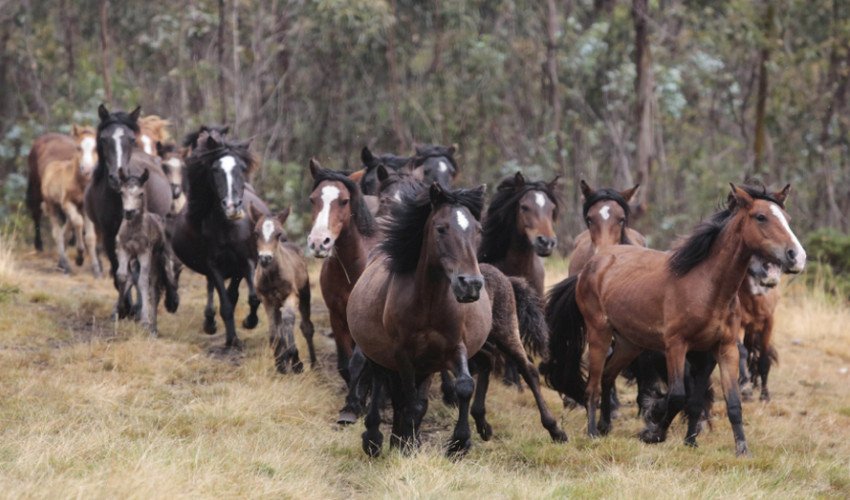 Табун коней