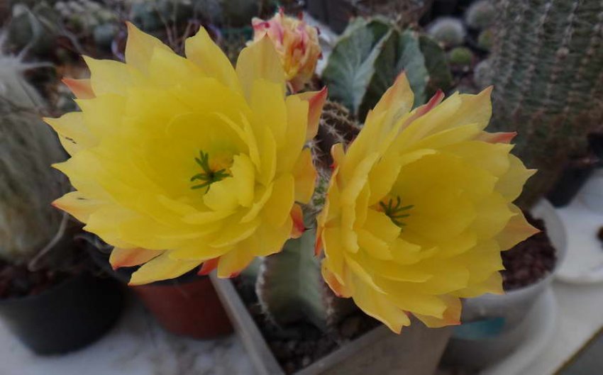 Эхиноцереус бесколючковый