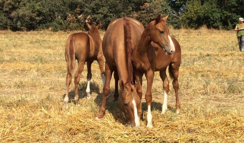 Табун коней