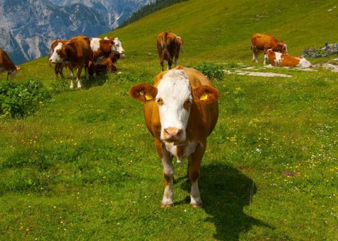 Реферат: Распространение и профилактика гиподерматоза крупного рогатого скота в СПК Некрасовское, Нижнеом