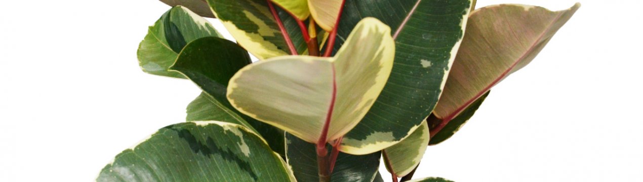 Фікус Тинеке: опис і вирощування рослини