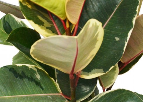 Фікус Тинеке: опис і вирощування рослини