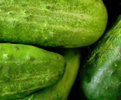 Кращі ранні сорти огірків для вирощування в відкритому грунті та теплицях