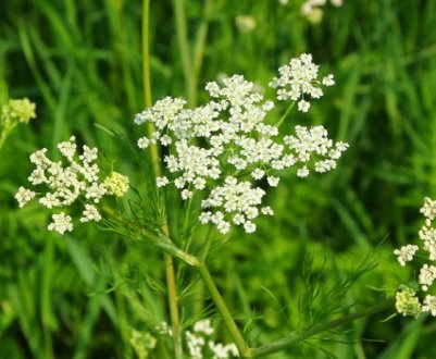Чим відрізняється кмин від коріандру?