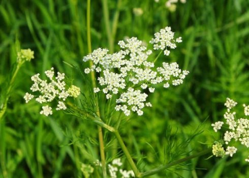 Чим відрізняється кмин від коріандру?