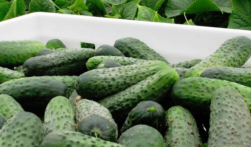 Єрофей Єрофей