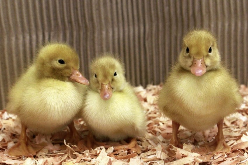 Пекінські каченята