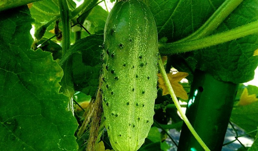 Родничок F1 Родничок F1