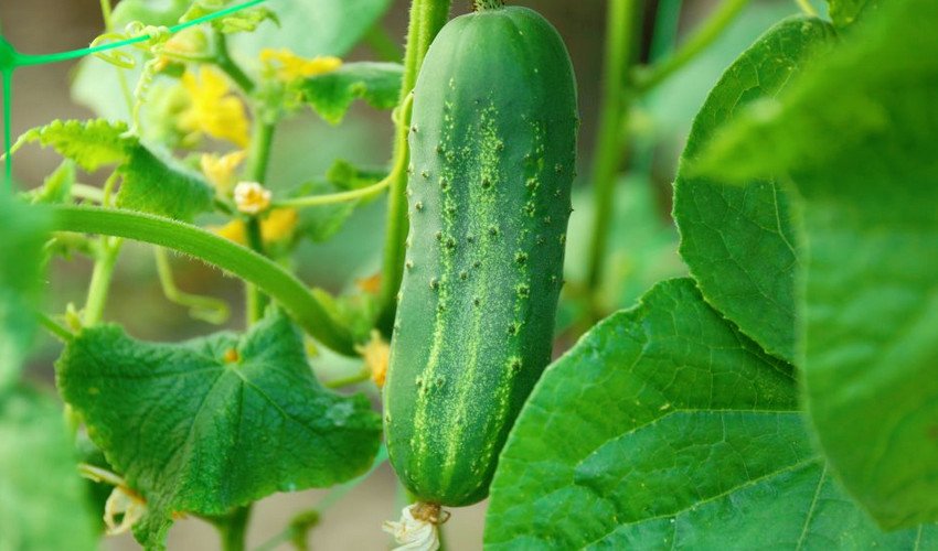 Конкурент Конкурент